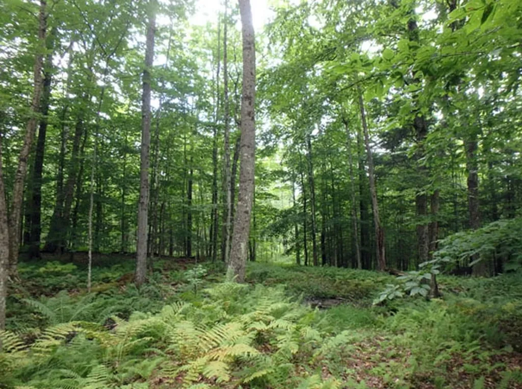 0 Carley Road Springfield VT 05156