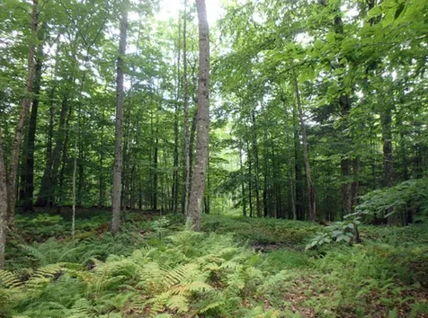 0 Carley Road Springfield VT 05156