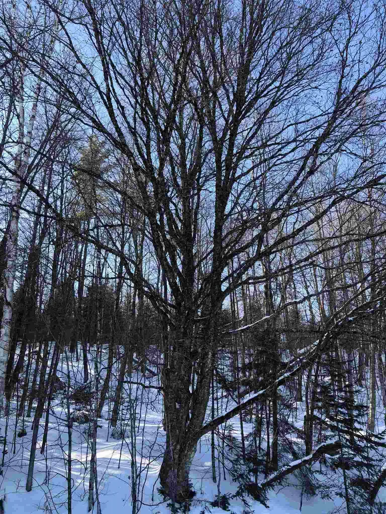 00 Vertical Mile Road Wheelock VT 05851