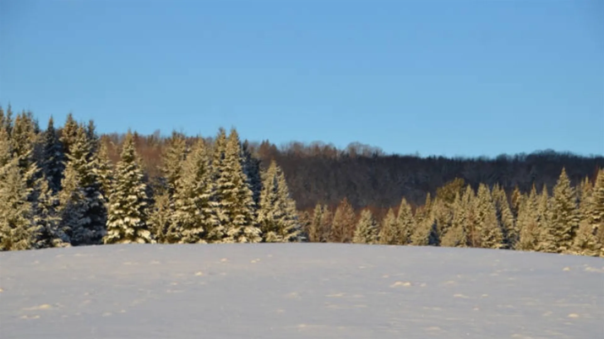1453 Marshall Newland Road Burke VT 05871