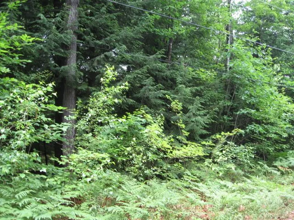 191 Wilkinson Swamp Road Effingham NH 03882