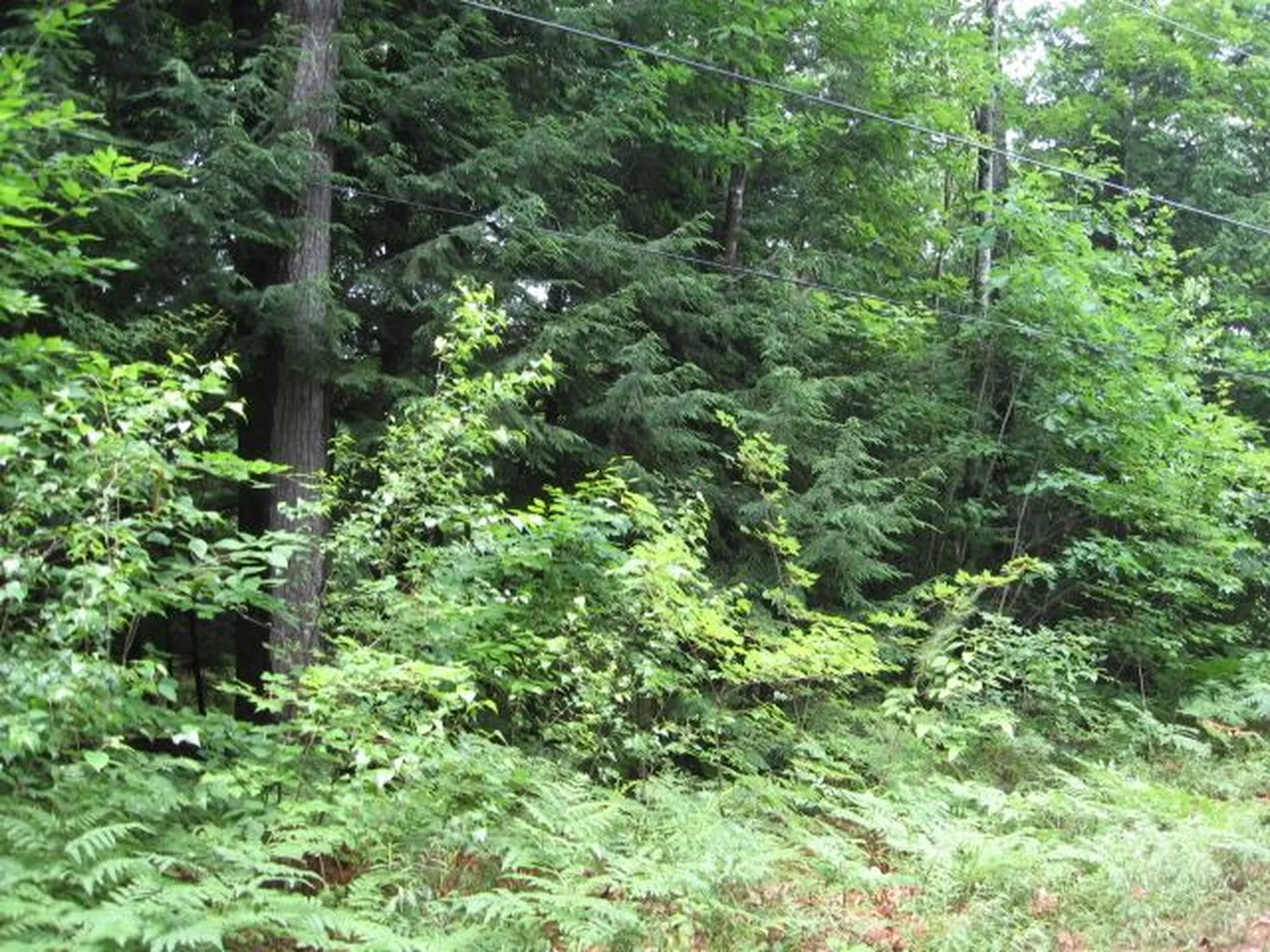 191 Wilkinson Swamp Road Effingham NH 03882