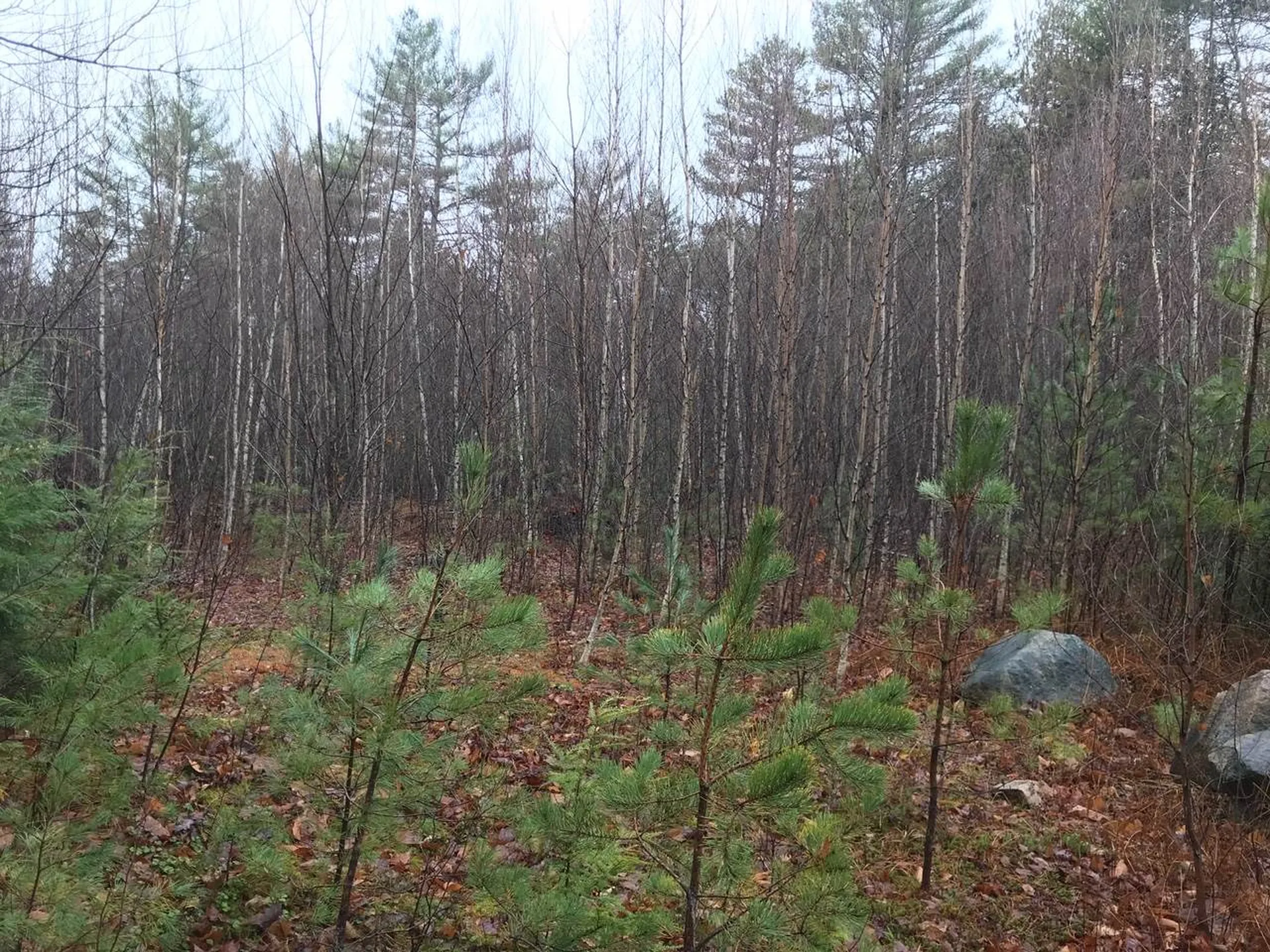 191 Wilkinson Swamp Road Effingham NH 03882