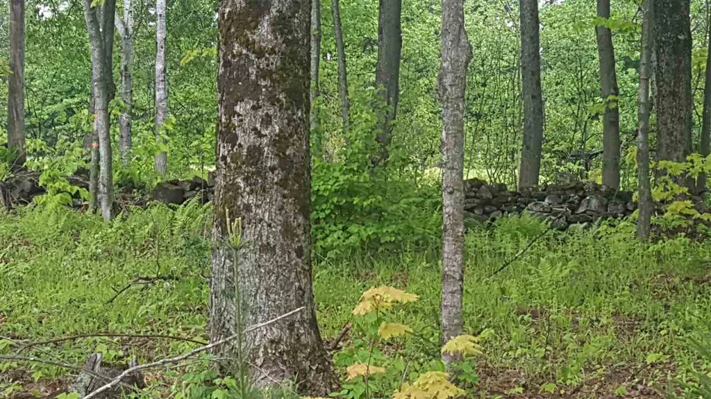 783 Dexter Mountain Road Glover VT 05839