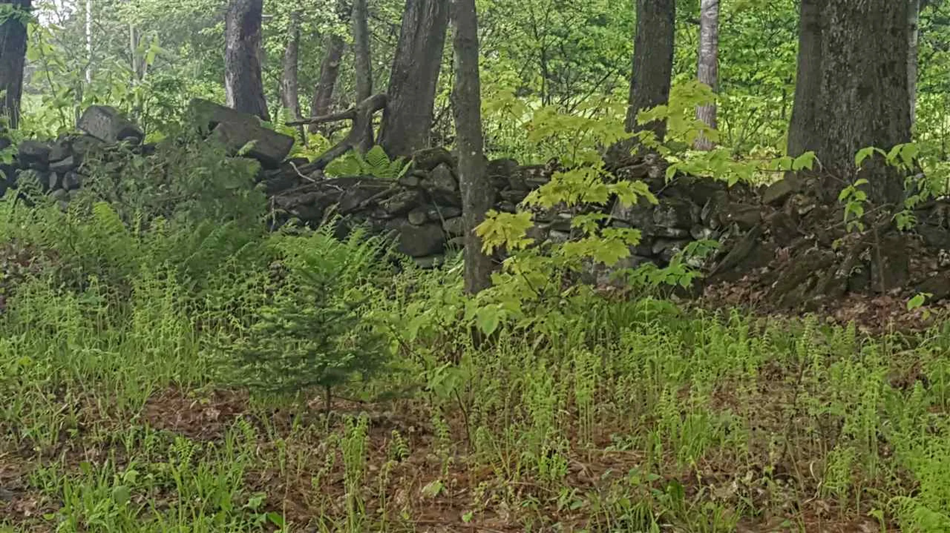 783 Dexter Mountain Road Glover VT 05839