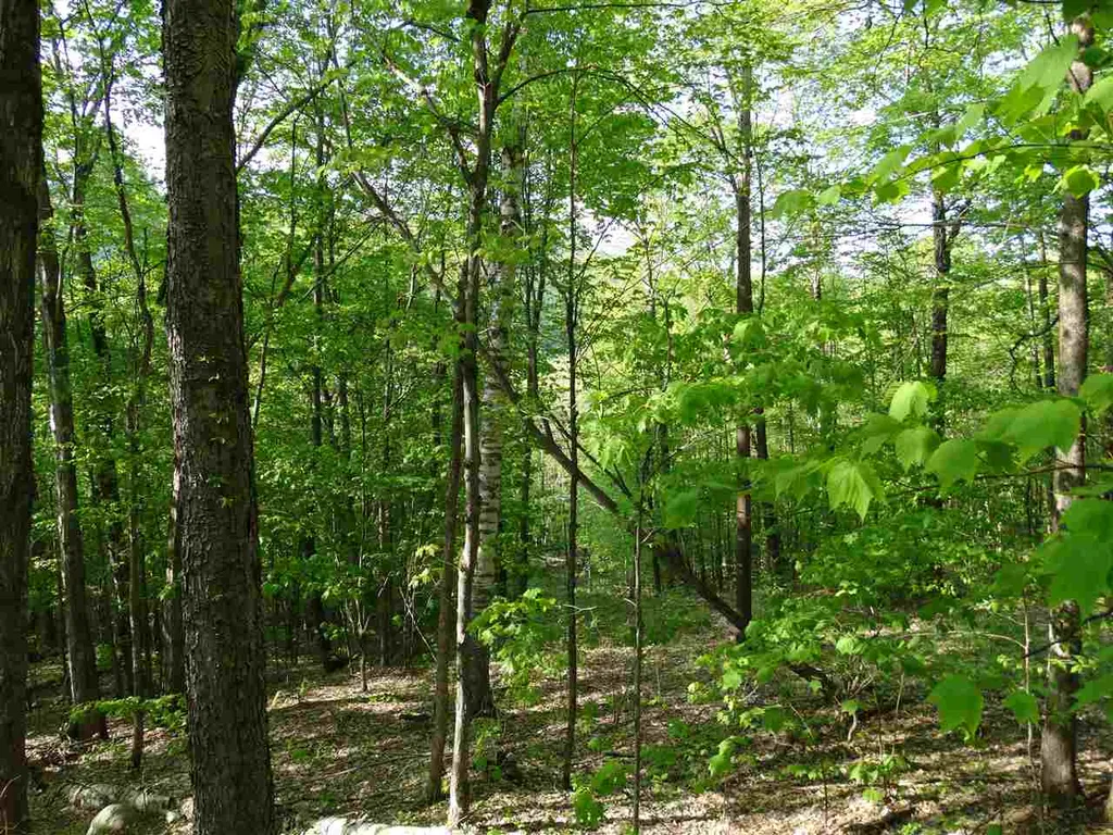 Danby Mountain Road Dorset VT 05251