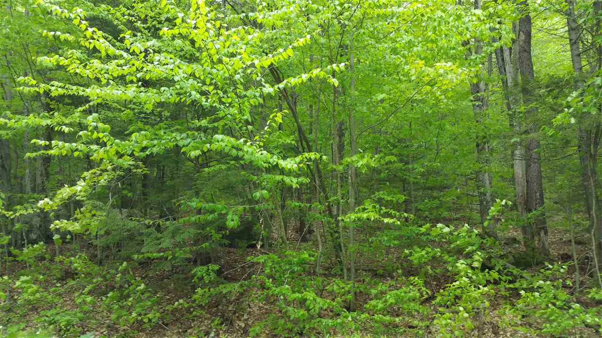 Lot 25 Heartwellville View Drive Readsboro VT 05350