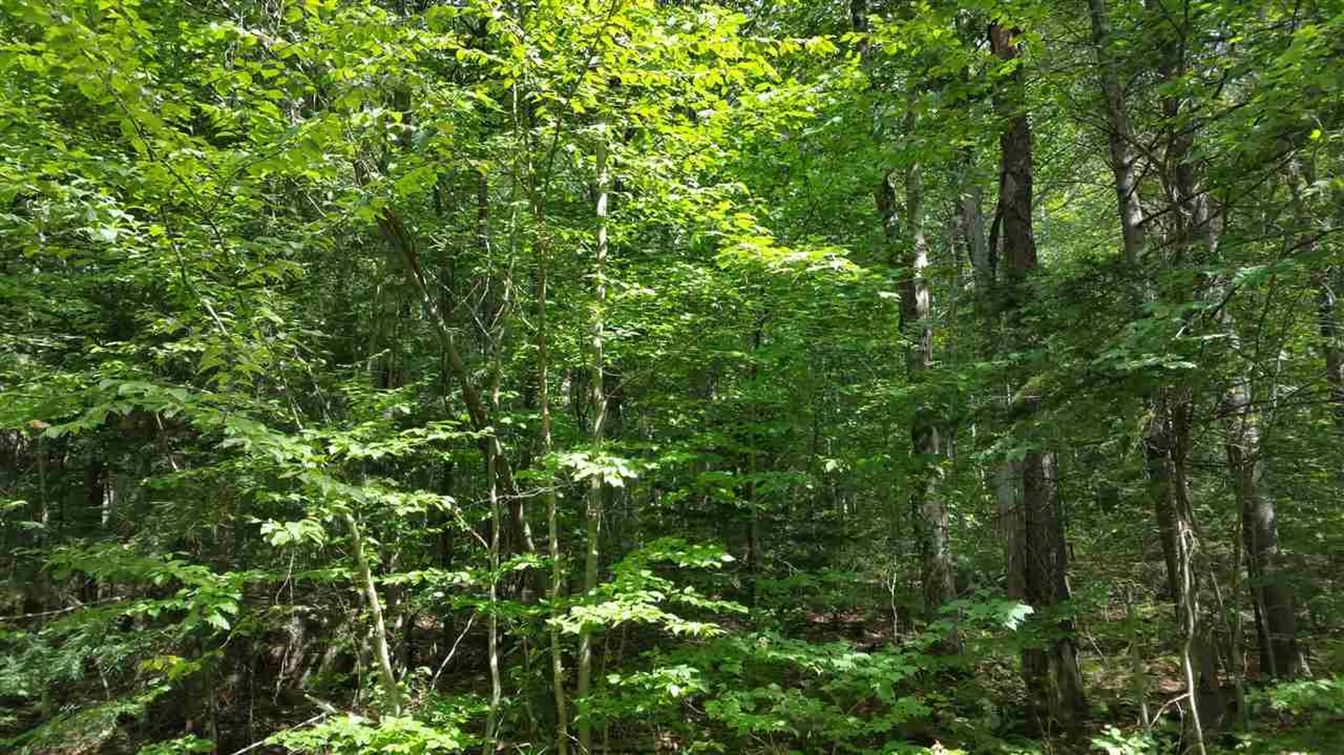 Lot 25 Heartwellville View Drive Readsboro VT 05350