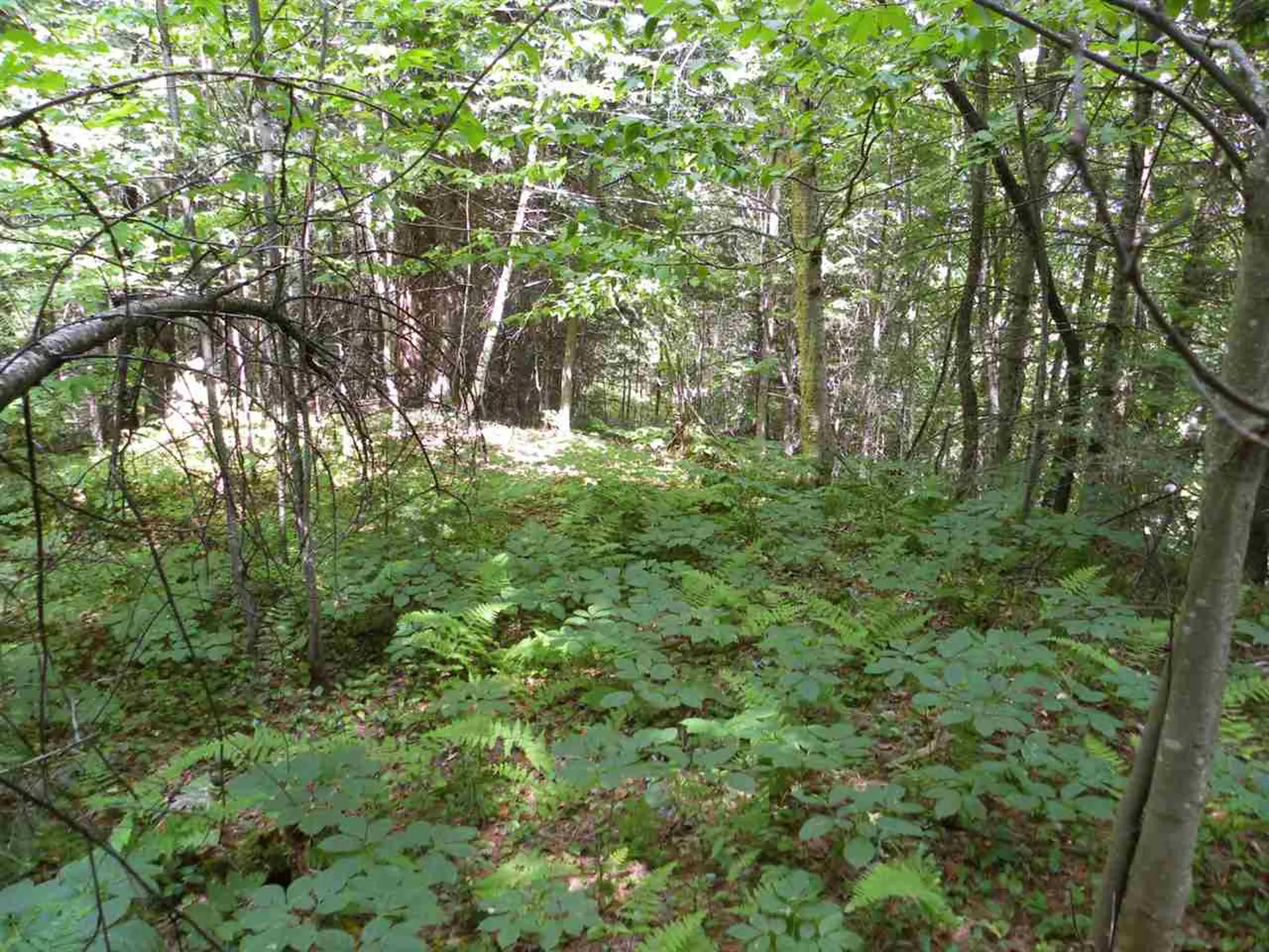 0 Maxfield Road Albany VT 05845