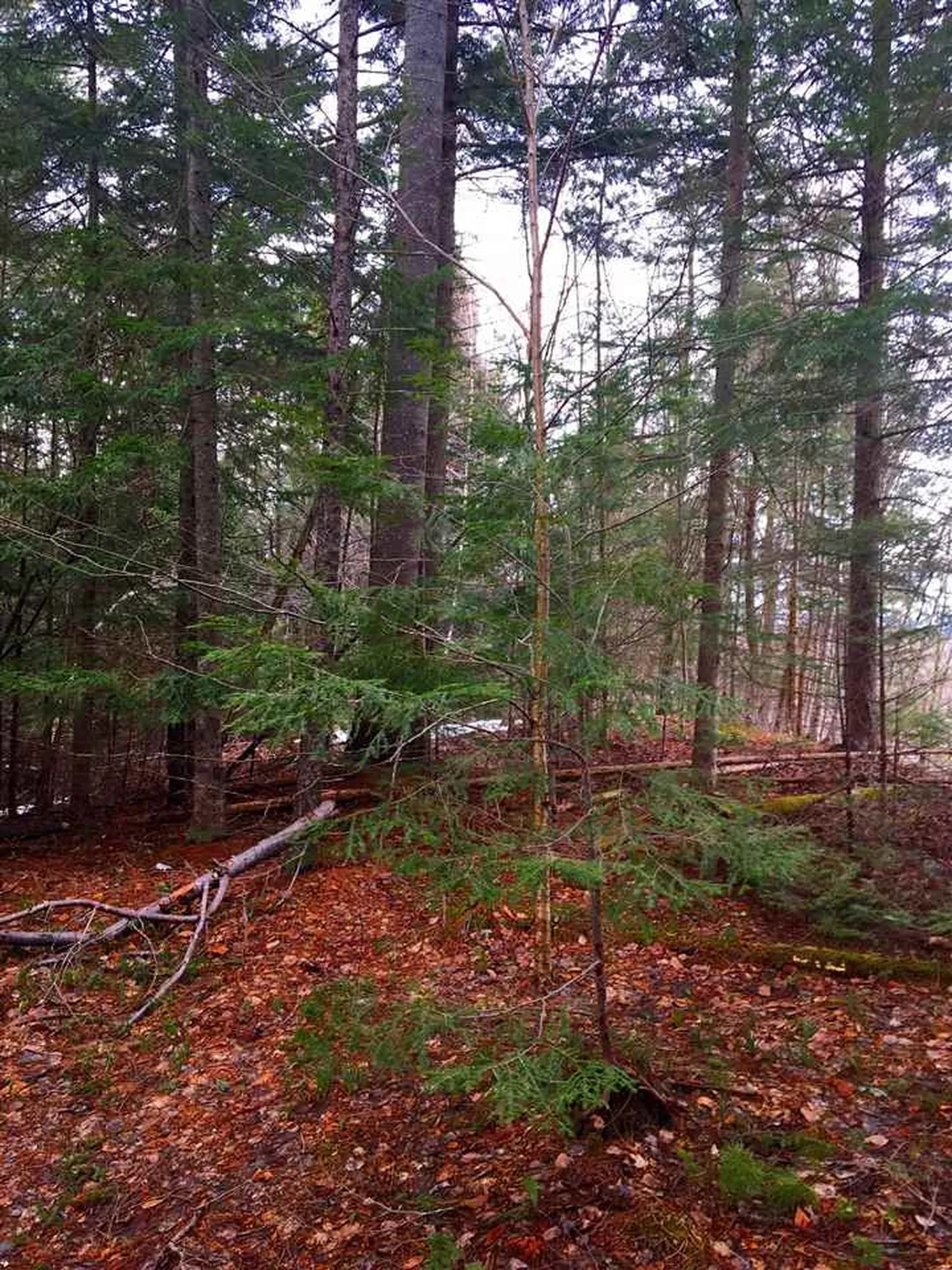 0 Maxfield Road Albany VT 05845