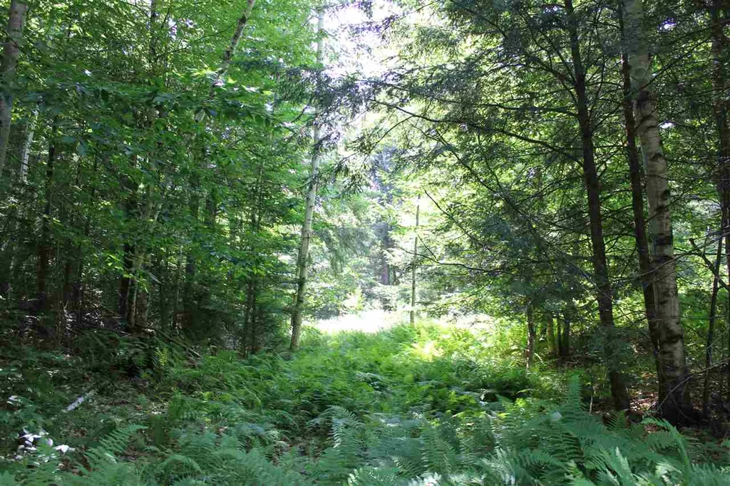 650 Cross Road Londonderry VT 05155