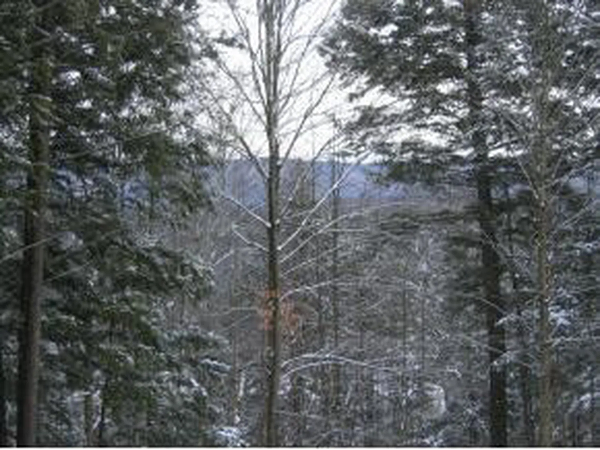 954 Butternut Hill Road Waitsfield VT 05673