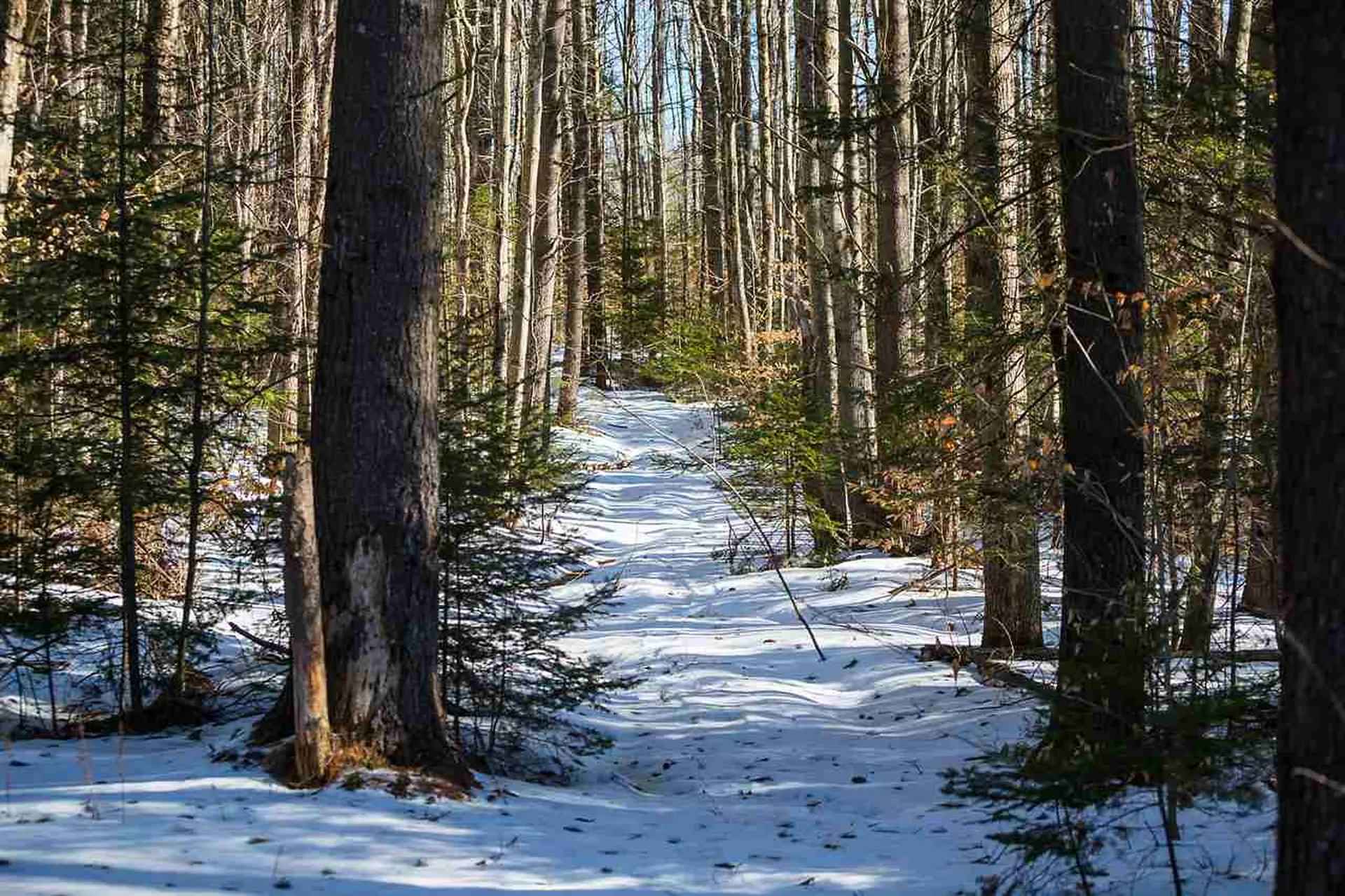 609 Boynton Road Londonderry VT 05148