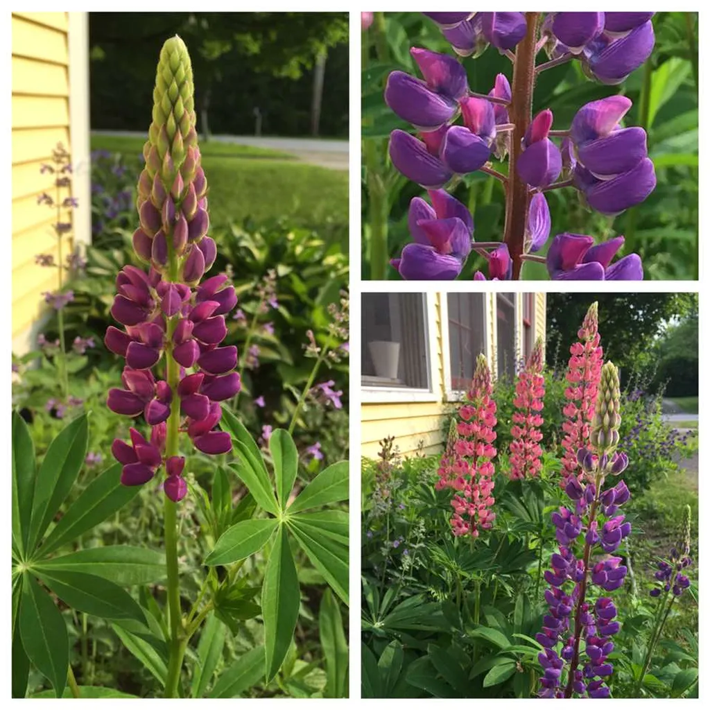 7604 Williston Road Williston VT 05495