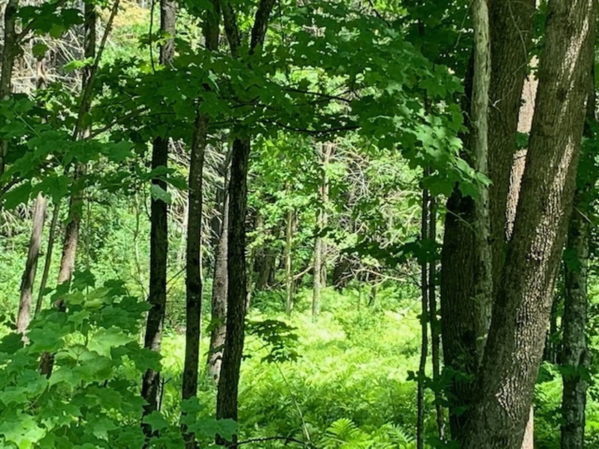 0 Carlton Hill Road Woodstock VT 05091