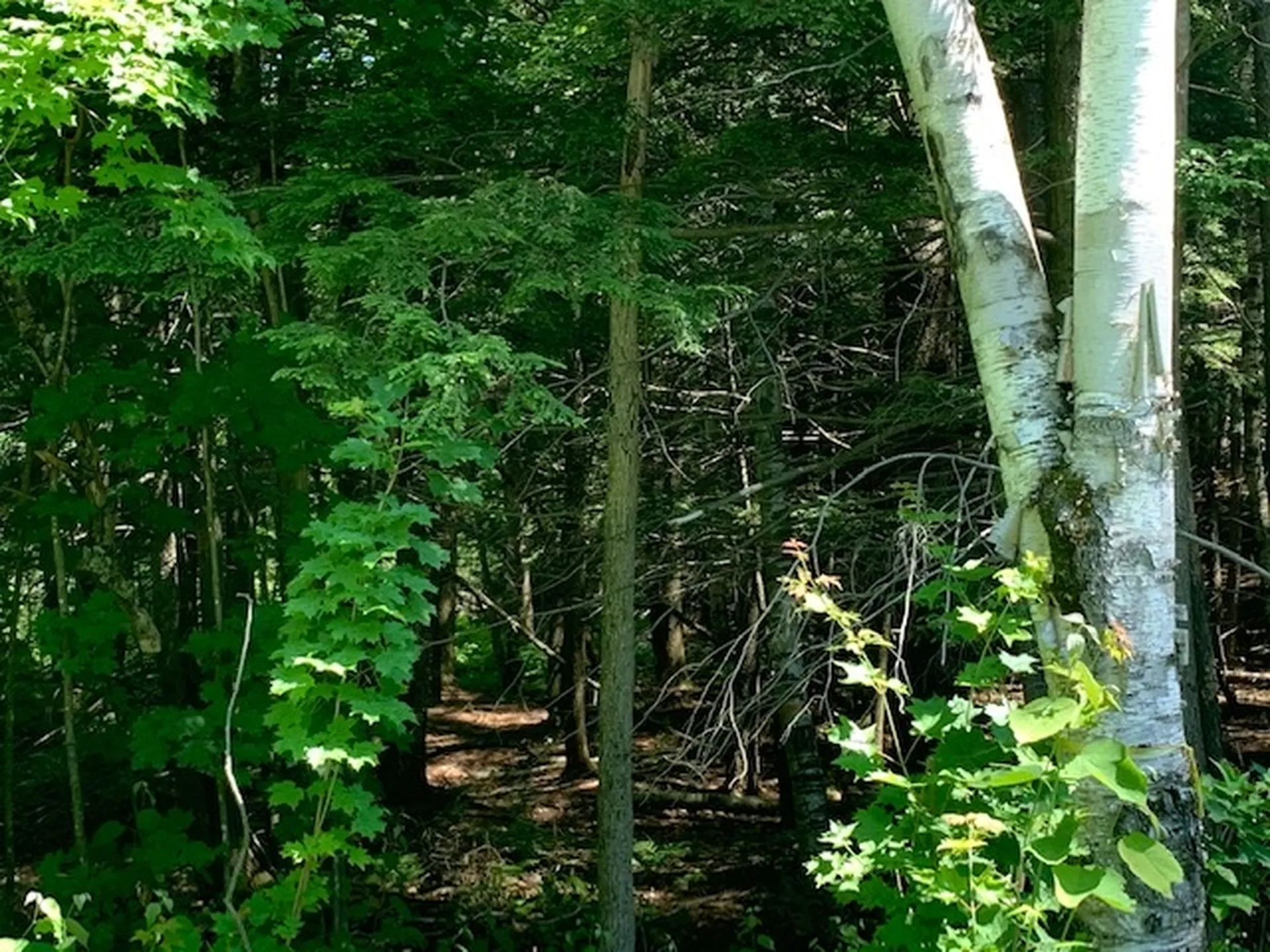 0 Carlton Hill Road Woodstock VT 05091