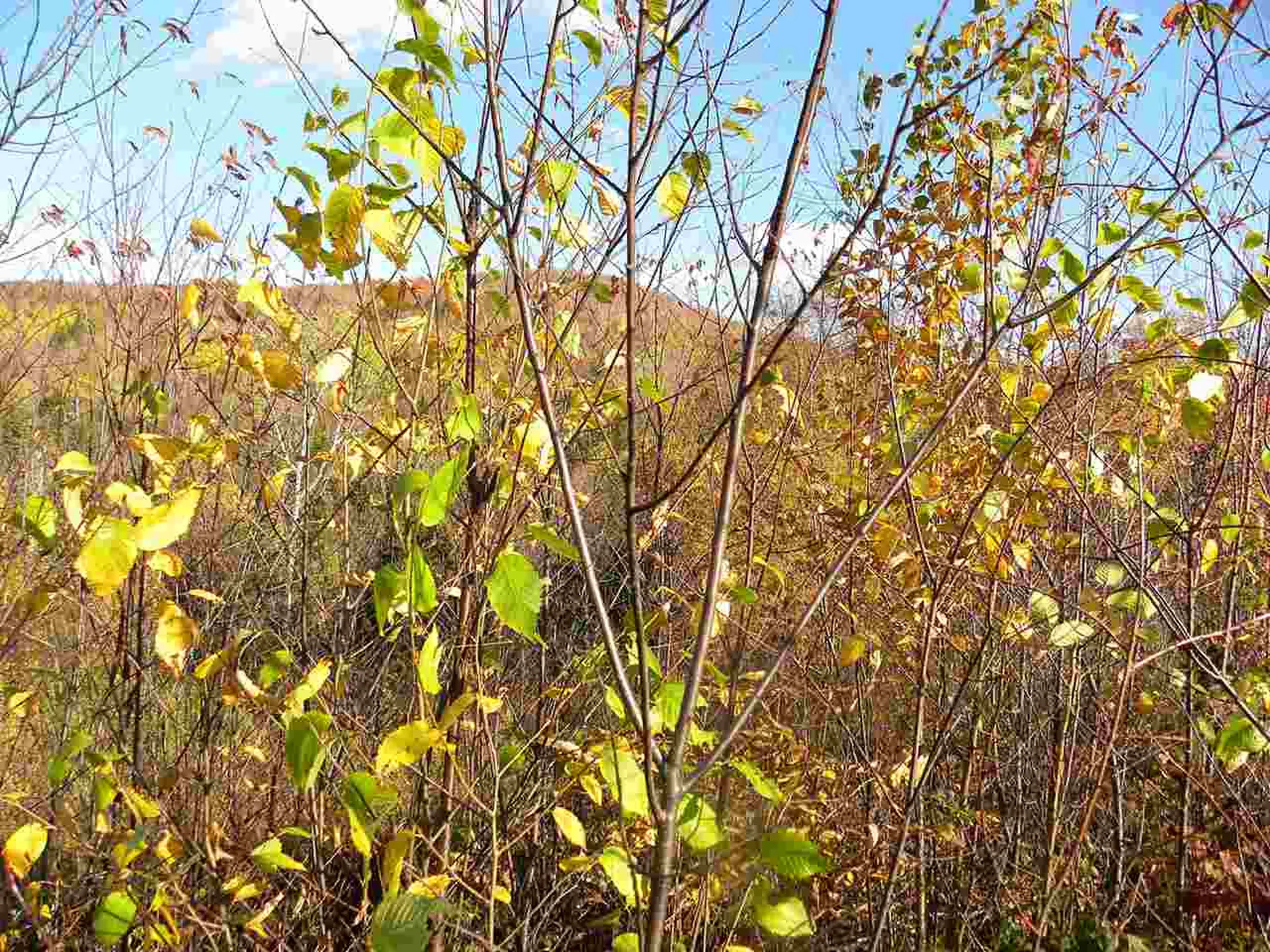 0 Canaan Hill Road Canaan VT 05903