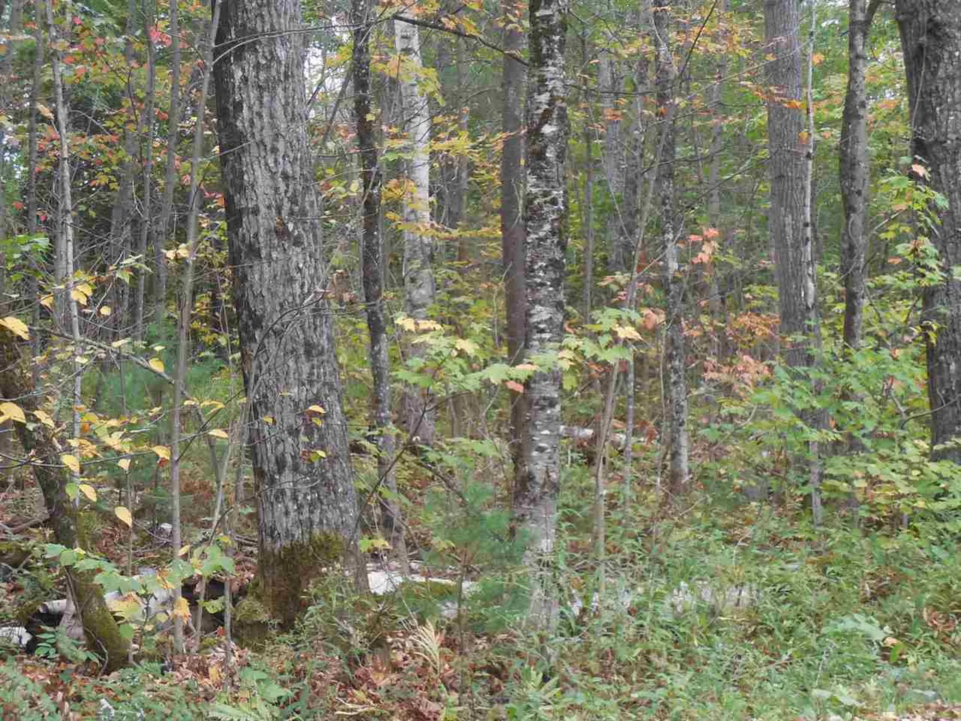 00 Sand Hill Road Woodbury VT 05681
