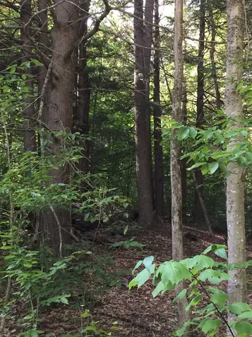 Cheever Road Wentworth NH 03282