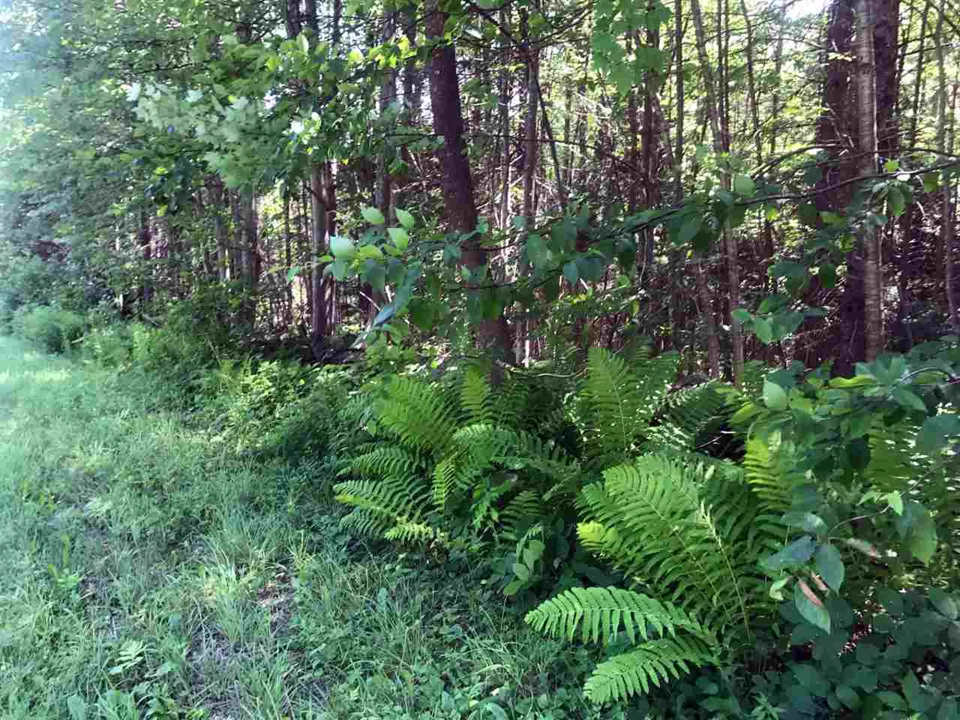 00 Shunpike Road Mount Holly VT 05758