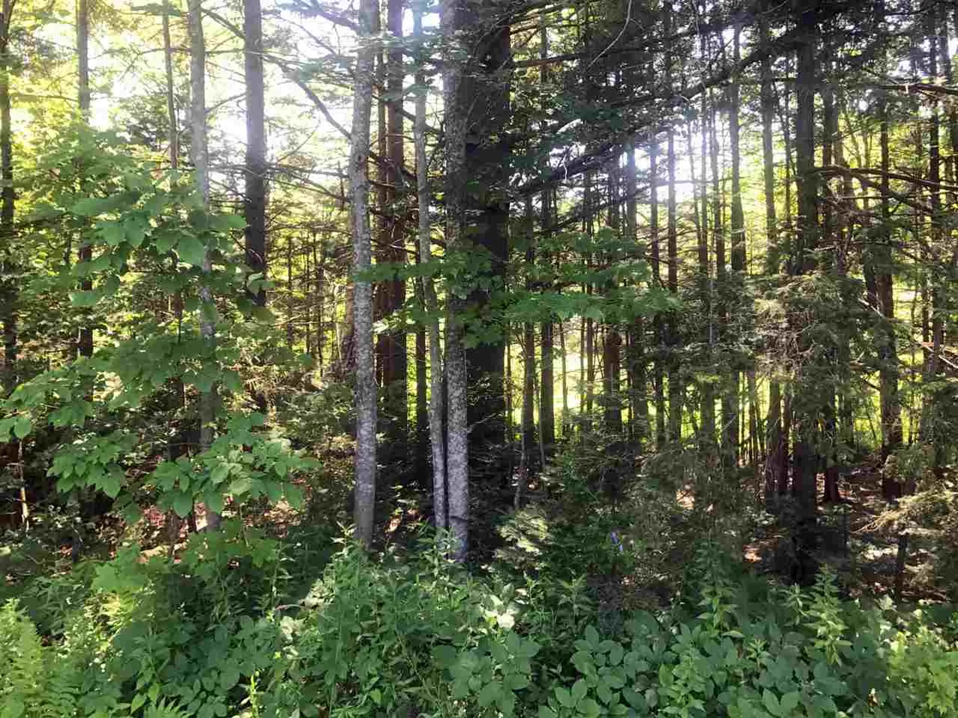00 Shunpike Road Mount Holly VT 05758