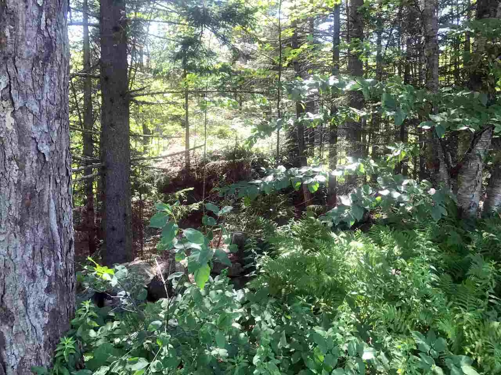 00 Shunpike Road Mount Holly VT 05758