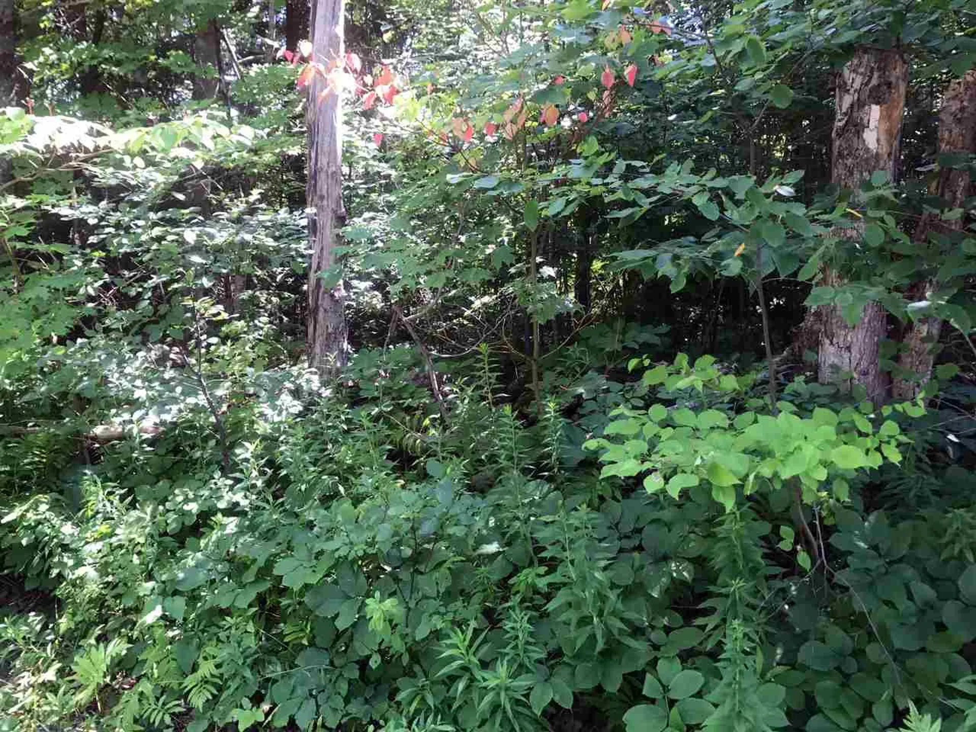 00 Shunpike Road Mount Holly VT 05758