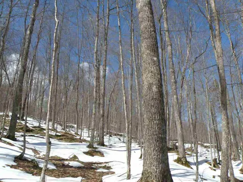 0 Herring Brook Road Moretown VT 05660