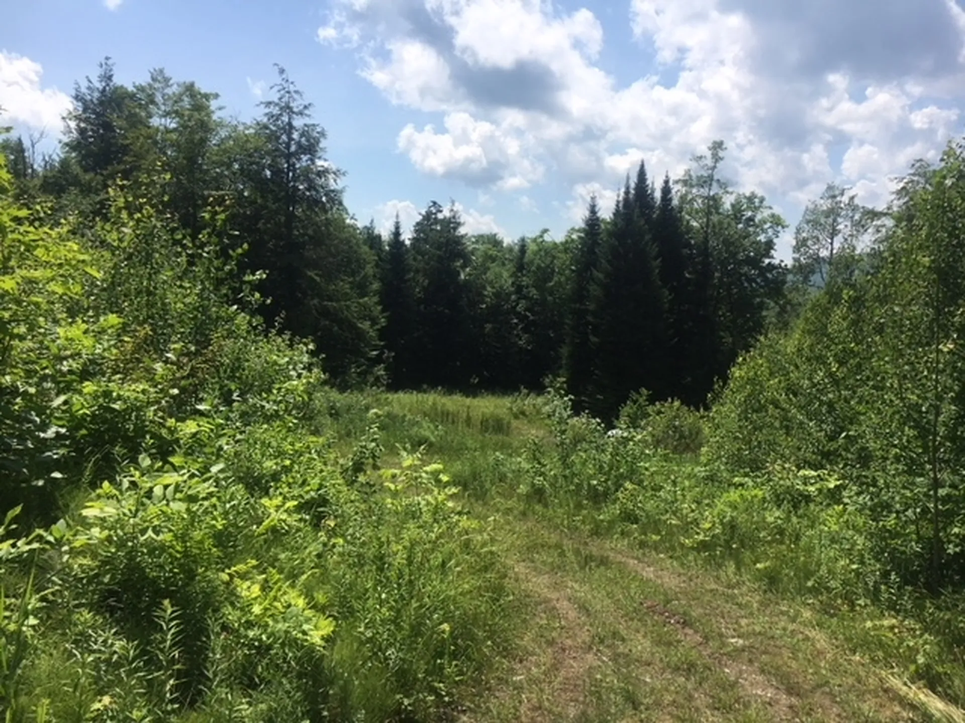 3136 North Road Eden VT 05653