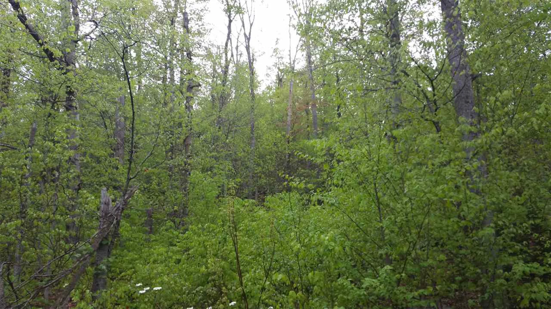 327 Bergabhang Drive Stamford VT 05352
