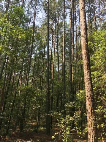 00 Vick Road Spring Hope NC 27882