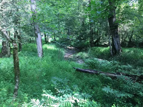 00 Vick Road Spring Hope NC 27882