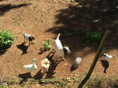 406 Boone Trail Garner NC 27529