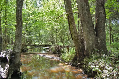 0 Buckhorn Road Bullock NC 27507
