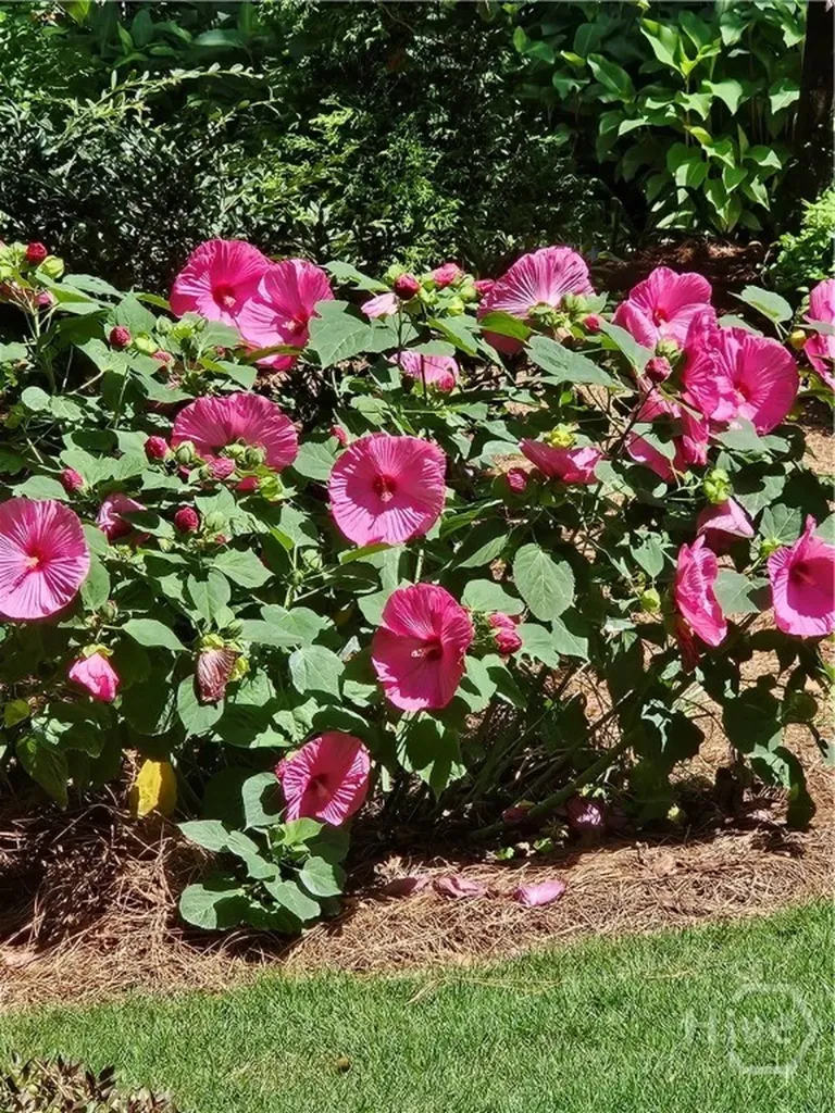 295 Blue Heron Drive Athens GA 30605