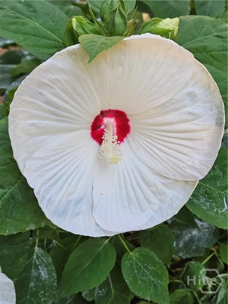 295 Blue Heron Drive Athens GA 30605