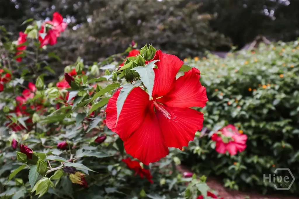 295 Blue Heron Drive Athens GA 30605