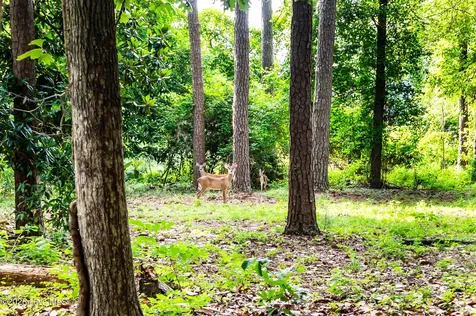 512 Haywood Creek Drive Trent Woods NC 28562
