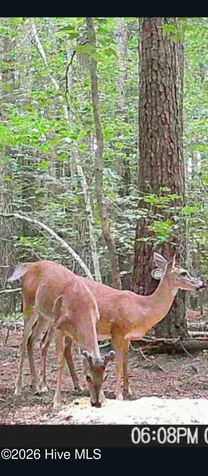 20 Wells Lane Gates NC 27937