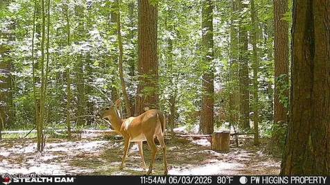 20 Wells Lane Gates NC 27937