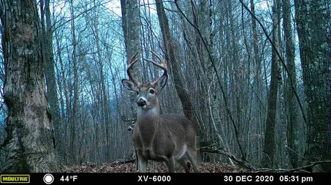 575 Vestal Cochran Road Topton NC 28781