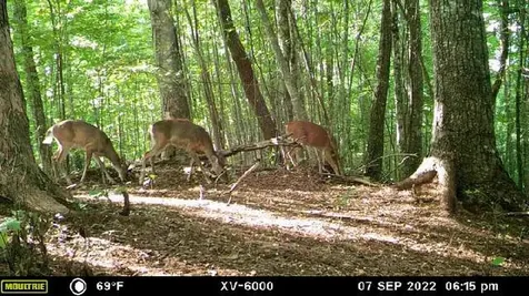 575 Vestal Cochran Road Topton NC 28781