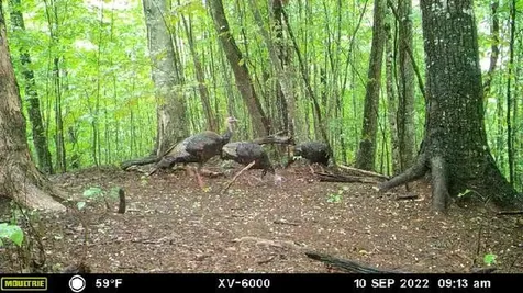 575 Vestal Cochran Road Topton NC 28781