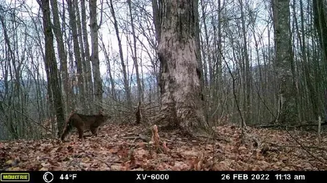 575 Vestal Cochran Road Topton NC 28781