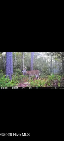 305 Tropical Trail Beaufort NC 28516
