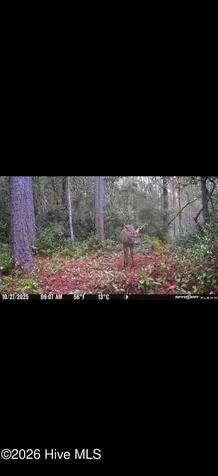 305 Tropical Trail Beaufort NC 28516