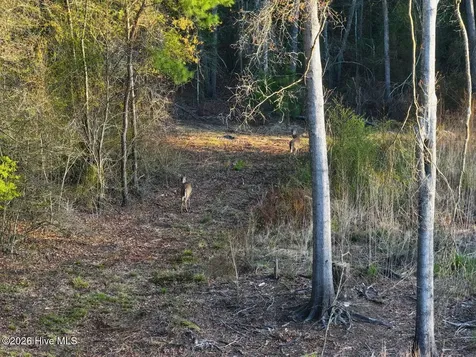 0 Durwood Evans Road Beulaville NC 28518