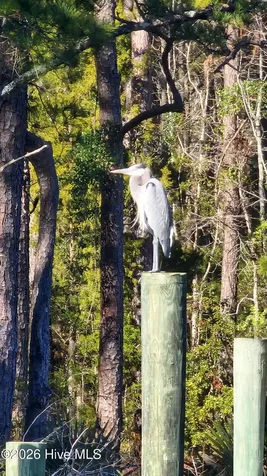 129 Cummins Creek Road Beaufort NC 28516