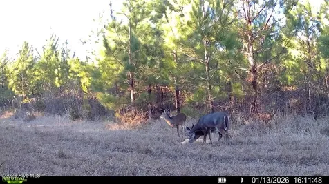 0 White Oak River Road Maysville NC 28555