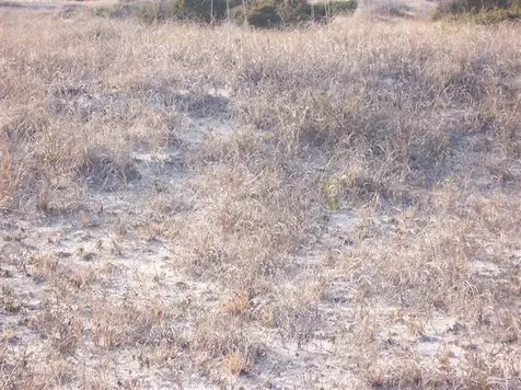 26 Black Skimmer Trail Bald Head Island NC 28461